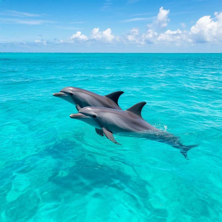 Delfinët